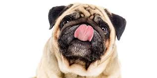 Finally, some types of partial or simple seizures. Why Do Pugs Lick Their Lips So Much And What It Means