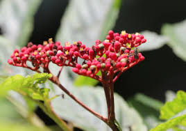 Image result for Leea