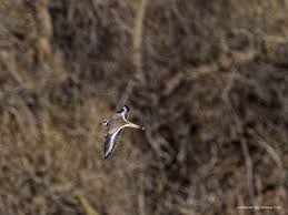 I am an avid bird hunter and this helps keep the lead out of my diet. Killdeer In Flight Small Sensor Photography By Thomas Stirr