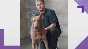 German shepherd man operates his kennel as a passionate hobby. From Puppy Mill To Jail Dog And Now Forever Family Rescued German Shepherd Welcomed Into New Home 11alive Com