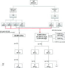 Flow Chart Of The Most Significant Analyses I E E6 I Mrna