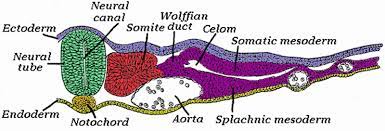 Check spelling or type a new query. Somity Definition Und Synonyme Von Somity Im Worterbuch Polnisch