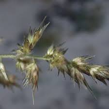 Image result for Enneapogon cenchroides