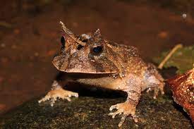 The Amazonian Horned Frog: A Fierce Predator with a Surprising Secret ...