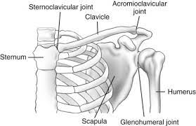 The shoulder girdle's mobility is a study in functional architecture. Upper Limb And Shoulder Girdle Radiology Key