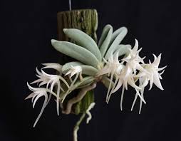 Image result for Cyrtorchis arcuata