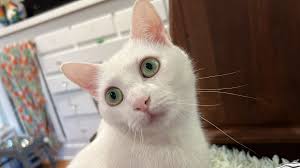 Hi everyone. I'm not local, and I think I may have found a match. The cat  in the photo from the Hawaiian Alliance LA Fires listing looks to possibly  be a match