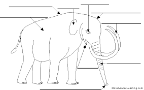 Labeled diagram of an elephant. Animal Label Me Printouts Enchantedlearning Com