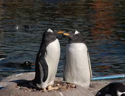 The lifespan of penguins varies based on their specie. Little Penguin Life Expectancy