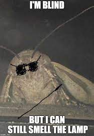 Pin On Funny Moth Memes