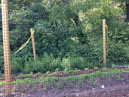 The yard is mostly a steep hill, and the patch shown is just about the largest, flattest part. 4 Tips For Keeping Deer Out Of Your Garden Hobby Farms