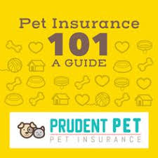 Healthy paws reimburses up to 90% of your bill and. Prudent Pet Prudent Pet Profile Pinterest