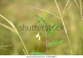 Image result for Sesbania cinerascens