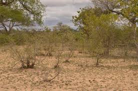 Image result for Hermannia boraginiflora