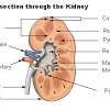 In studies of thermoregulation, it is common to divide the body into two compartments: Https Encrypted Tbn0 Gstatic Com Images Q Tbn And9gcrssn8xfgnqlojhem0cddvbbcttizvmpcgibwrjw2 Azbx40mkc Usqp Cau