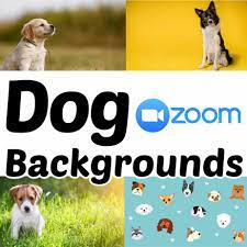Huge List Of Zoom Backgrounds For Kids Kids Background Animals For Kids