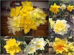 Check spelling or type a new query. Horterotica On Twitter Narcissus Sweet Pomponette Tahiti White Lion Golden Ducat Dreamy Double Daffodils Fluffy Fragrant Flowers Amaryllidaceae Https T Co 3wy7ttqcm6