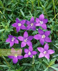 Wahlenbergia gloriosa lothian is an accepted name this name is the accepted name of a species in the genus wahlenbergia (family campanulaceae). Wahlenbergia Glorios Stock Photo By Nova Photo Graphik Image 0957221