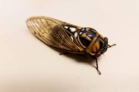 Not currently collectable from recreational spots. Following The Sounds Of Prairie Cicadas Illinois