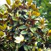 The magnolia 'vulcan' is a deciduous tree. 1