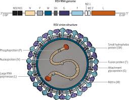 Er hat eine erklärung mit schlimm husten der arzt hat gesagt. Priorities For Developing Respiratory Syncytial Virus Vaccines In Different Target Populations Science Translational Medicine