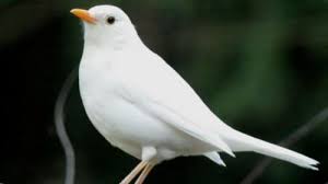 Extremely Rare Albino Blackbird Observed In North Devon England Market Business News Black Bird Beautiful Birds Birds