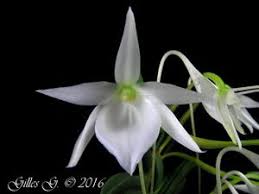 Image result for Angraecum moandense