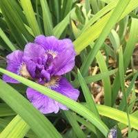 Gardening supplies, fertilizer, shrubs, grasses, herbs, seasonal stock, flowers of all varieties, gardening and lawn. O Toole S Garden Center Centennial 5201 South Federal Blvd