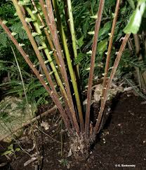 Image result for Pneumatopteris