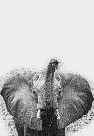 Elephant By Zapista Ou Elephant Art African Animals Minimalist Animal