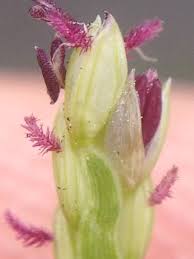 Image result for Paspalum vaginatum