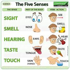 the five senses woodward english