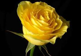 There are many ways to present a rose. Happy Rose Day 2021 Red For Love Yellow Denotes Friendship Here S Complete List Of Colours Meaning Relationships News India Tv