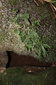 Image result for Didymoglossum erosum