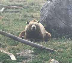 Maybe you would like to learn more about one of these? Big Ol Bear Picture Of Montana Grizzly Encounter Bozeman Tripadvisor
