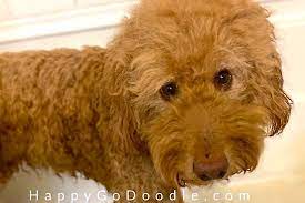 For grooming dogs hair, always try going with a smoother. How To Bathe A Goldendoodle And Make Your Dog Feel Like It S A Day At The Spa Happy Go Doodle