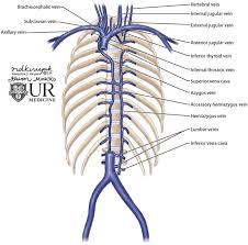 Researchers can now show, at molecular level, that these changes originate in vein cells. Blood Finds A Way Pictorial Review Of Thoracic Collateral Vessels Insights Into Imaging Full Text