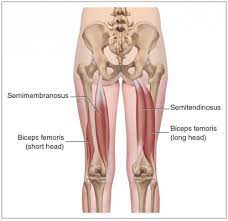 Hamstrings And Yoga Essential Yoga Body Parts Yogateket