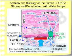 The Cornea Ocular Surface Center Berlin