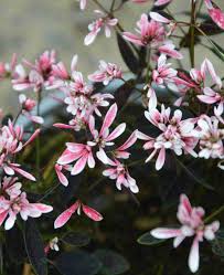 Image result for Euphorbia hypericifolia