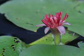 Image result for Brasenia