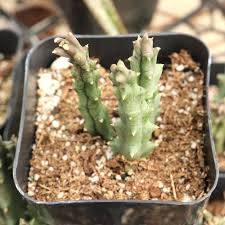 Image result for Orbea variegata