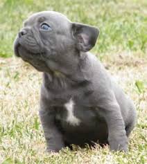 Anesthesia can be dangerous to a french bulldog breeder, due to their respiratory sensitivity. Faux Frenchie Akc Boston Terriers And Akc Frenchie Puppies Avialable For Sale In Colorado Springs Colorado Classified Americanlisted Com