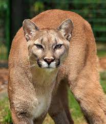 In order for the mothers to provide their baby pumas a comfortable bed, they gather brush from grasses, leaves and foliage to cover the ground. Hd Wallpaper Cougar Animal Close Up Elegant Feline Mountain Lion Puma Concolor Wallpaper Flare