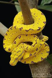 Pin On Animals