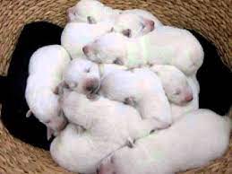Check spelling or type a new query. Newborn White Baby German Shepherd Newborn Baby
