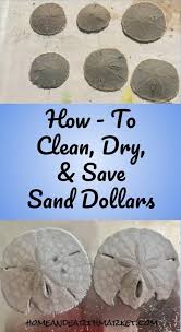 Choose your sand dollars carefully. How To Clean Dry Save Sand Dollars Home And Earth Market Cleaning Painted Walls Cleaning Hacks Shell Crafts