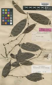 Image result for Brackenridgea zanguebarica