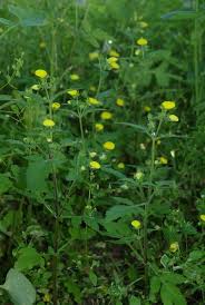 Image result for Calceolaria tripartita