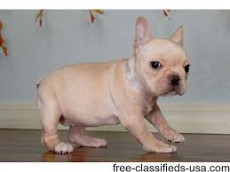 Get notified when new items are posted. Dbc Akc French Bulldog Puppies For Sale Animals French Bulldog Puppies For Sale In Indiana Chicago Fren Bulldog Puppies French Bulldog Puppies French Bulldog